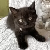 スコティッシュフォールド(立ち耳)【北海道・女の子・2025年7月2日・ブラック】の写真5