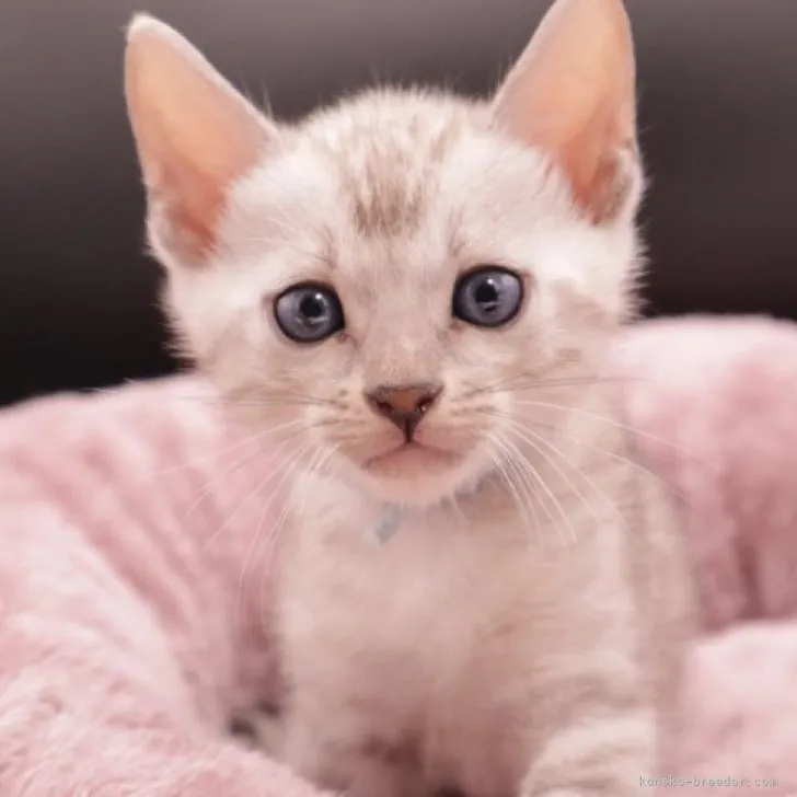 ID：2304-00180の子猫