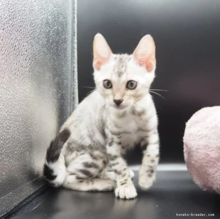 ID:2307-01015の子猫