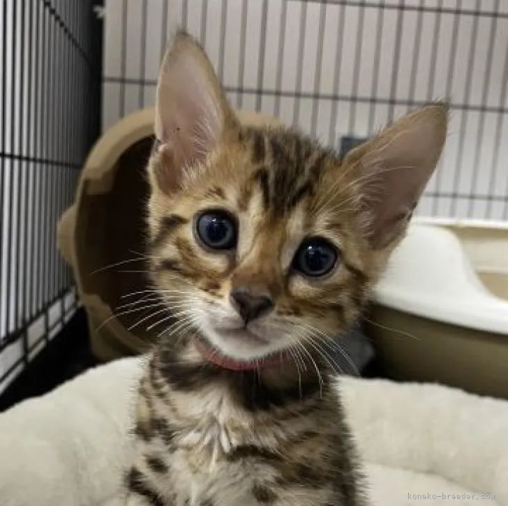 ID:2205-02443の子猫