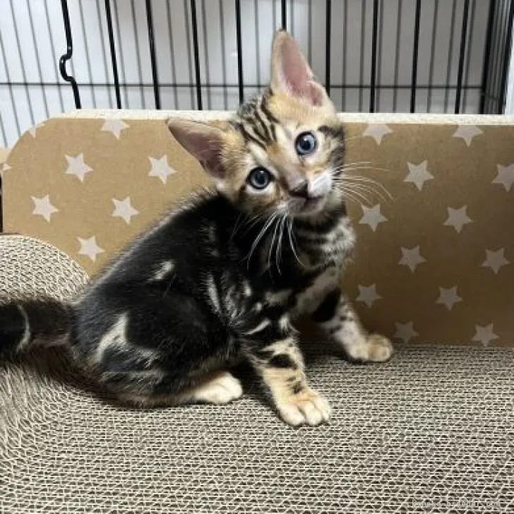 ID：2302-01645の子猫