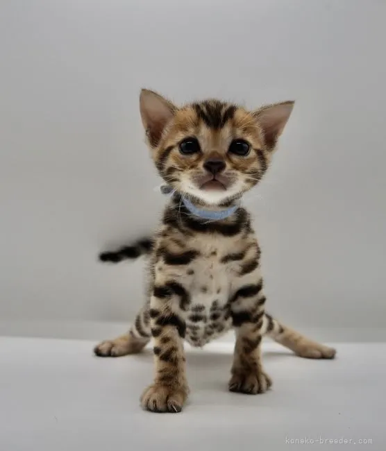 ID:2205-02444の子猫