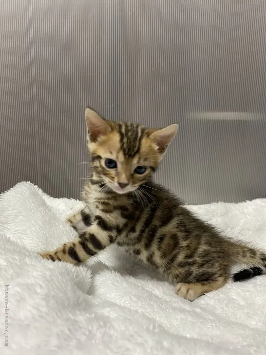 ID:2204-01338の子猫