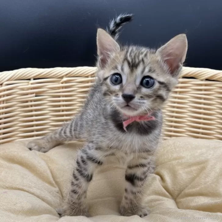 ID：2410-03007の子猫
