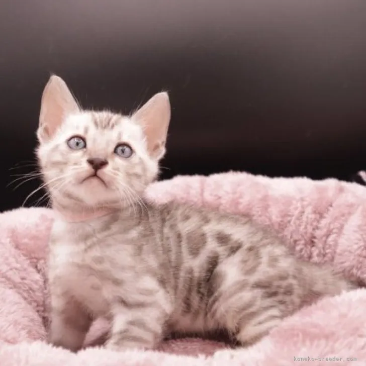 ID：2303-02628の子猫