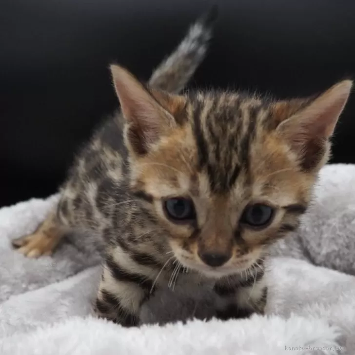 ID:2403-02274の子猫