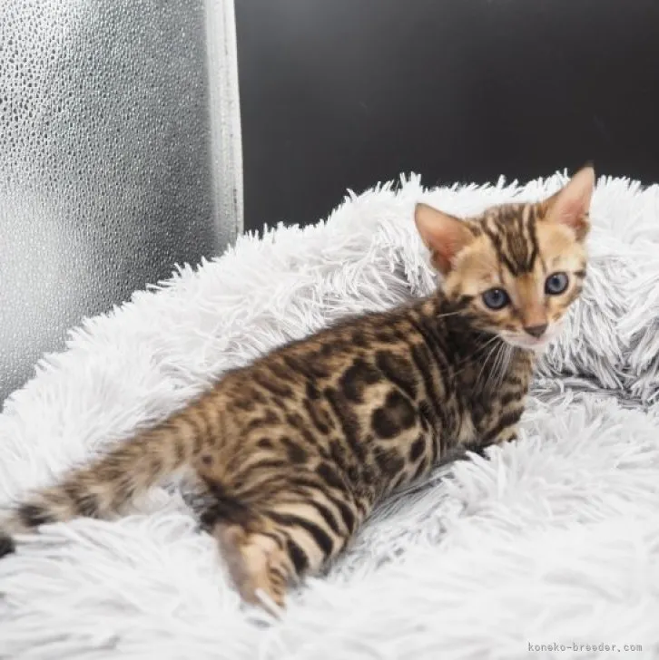 ID:2309-01970の子猫
