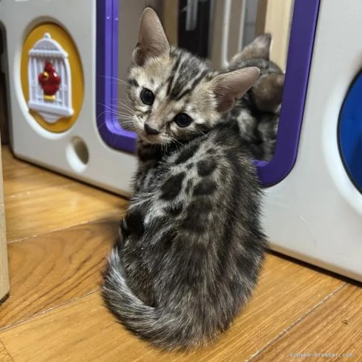 ID:2212-02356の子猫
