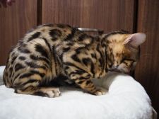 ベンガル【・男の子・2020年9月24日・ブラウンスポテッドタビー】