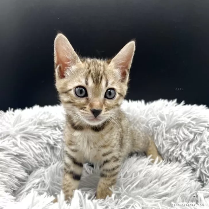 ID:2505-00600の子猫