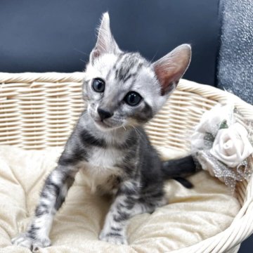 ベンガル【奈良県・男の子・2025年10月5日・ブラックシルバータビー(マーブル)】の写真「珍しいシルバーマーブルです！」