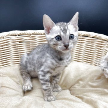 ベンガル【奈良県・男の子・2025年10月5日・ブラックシルバータビー(ロゼット)】の写真「元気いっぱいな男の子です🐈🐾」