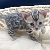 ベンガル