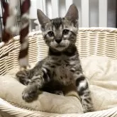 ベンガル