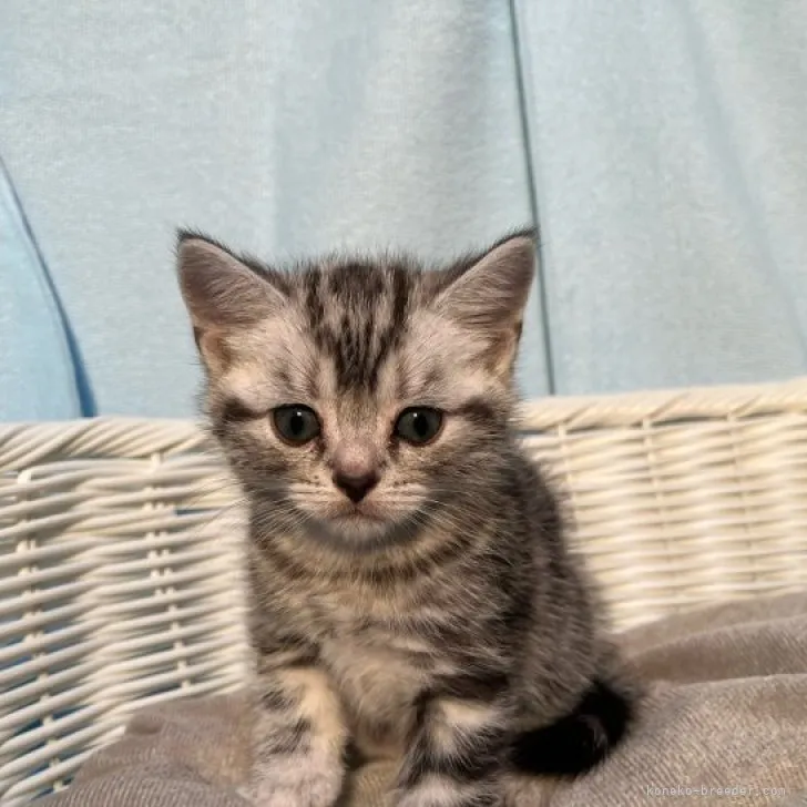 ID:2308-03143の子猫