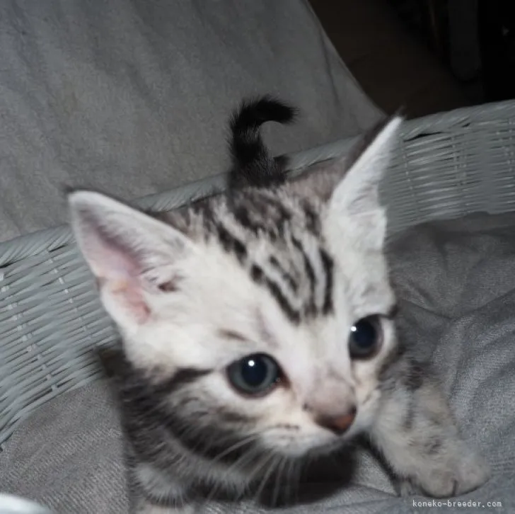 ID:2303-02991の子猫