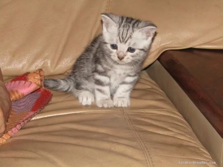 ID:2008-01230の子猫