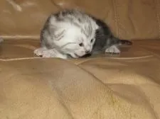 アメリカンショートヘア【山梨県・男の子・2020年1月10日・シルバータビー】の写真2「頭の縞の色が兄弟よりも少し薄いのが僕です。」