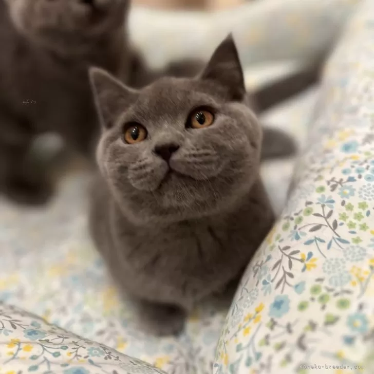 ID：2310-01023の子猫