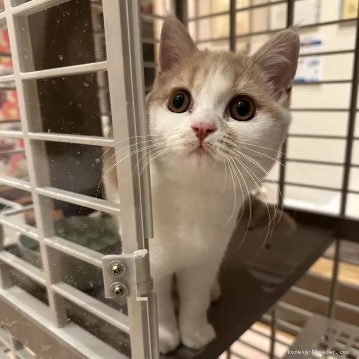 ID：2408-00597の子猫