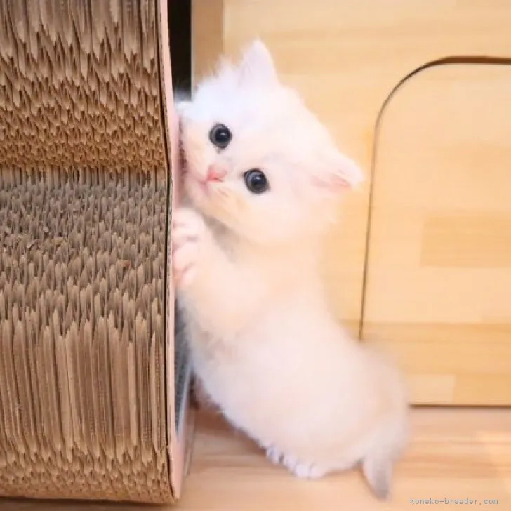 ID:2309-01122の子猫