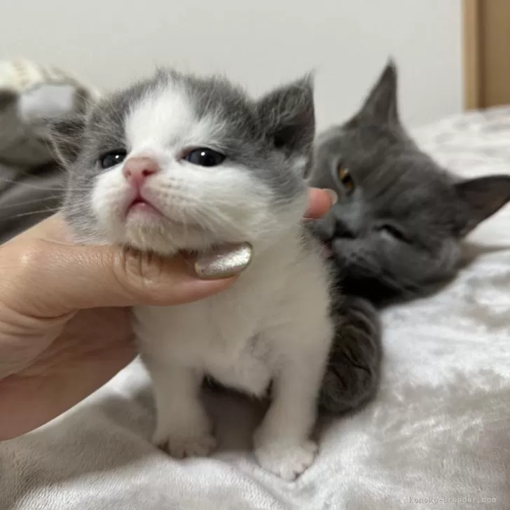 ID:2405-01179の子猫