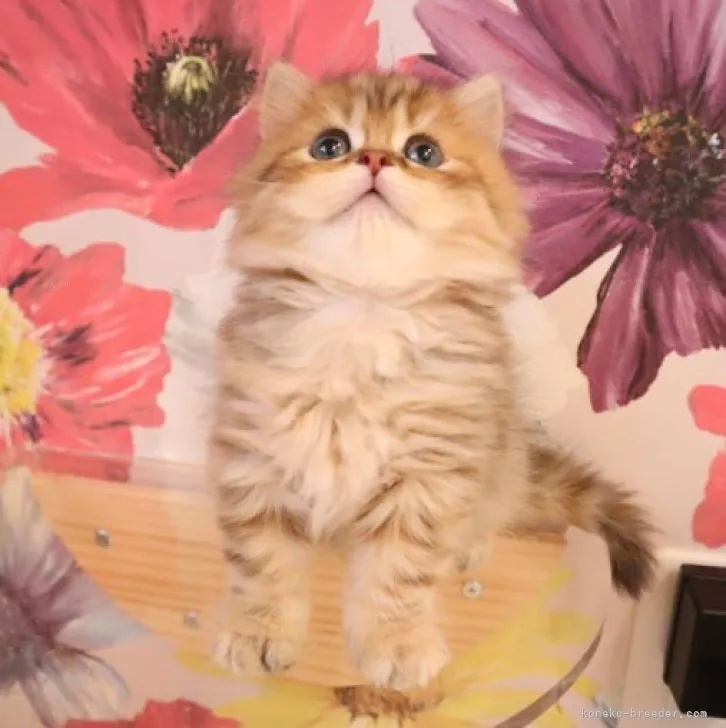 ぽんぽこぽん 様のお迎えした子猫