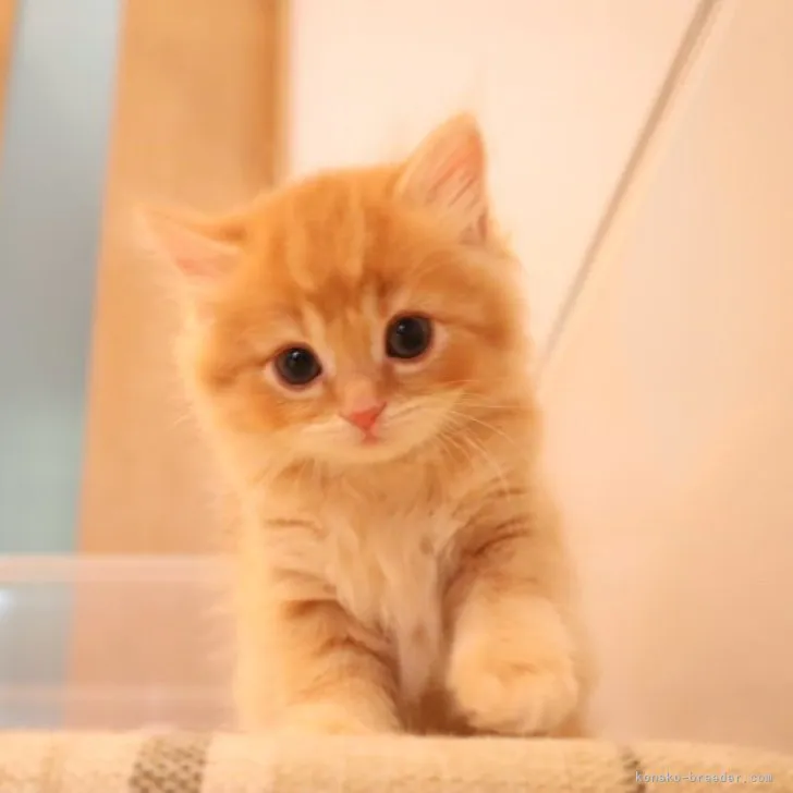 ID:2309-01213の子猫