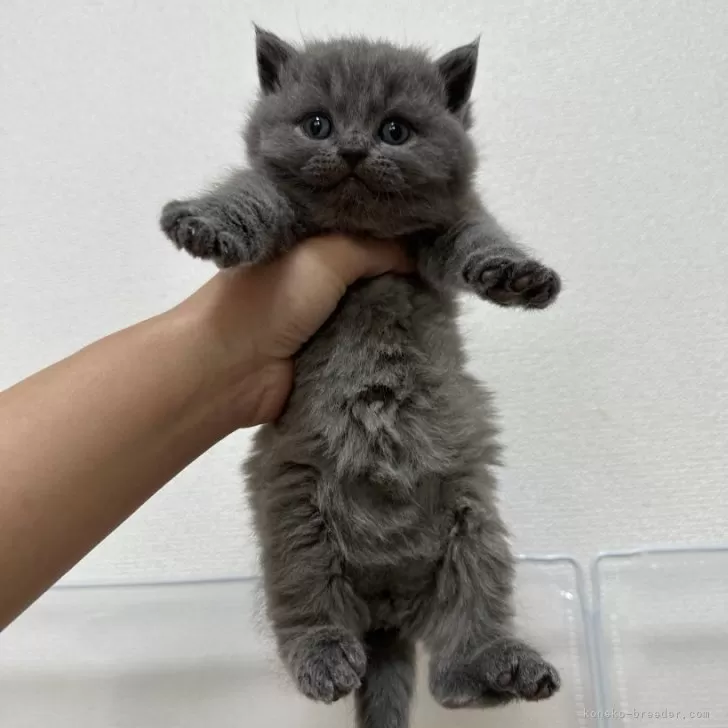 ID：2405-01172の子猫