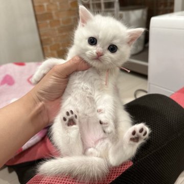 ブリティッシュショートヘア【三重県・男の子・2024年3月11日・シルバーポイント（ふわふわショートヘア）】の写真「とってもかわいいお顔です☺️」