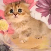 スコティッシュフォールド(折れ耳)【三重県・女の子・2023年7月26日・ブラウンタビー】の写真1