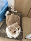 ブリティッシュショートヘア【・男の子・2023年2月23日・クリームホワイト】「子猫のお世話が大好きな武藤さん」