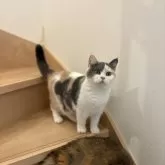 ブリティッシュショートヘア【三重県・女の子・2025年1月27日・ダイリュートキャリコ】の写真10