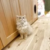 スコティッシュストレート【三重県・男の子・2025年4月21日・レッドタビー】の写真11