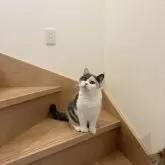 ブリティッシュショートヘア【三重県・女の子・2025年1月27日・ダイリュートキャリコ】の写真15