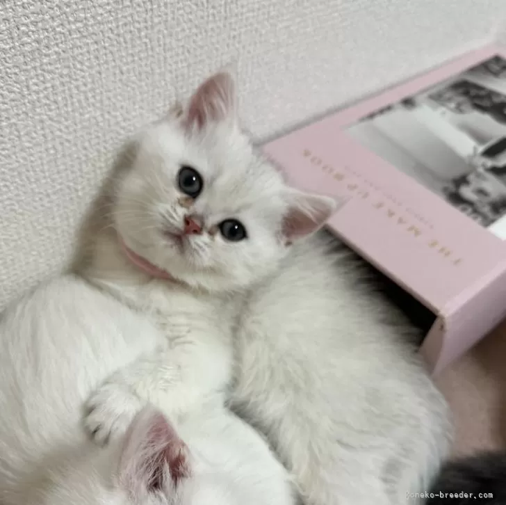 ID:2412-00872の子猫