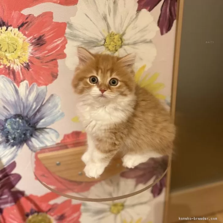 ID：2505-01655の子猫
