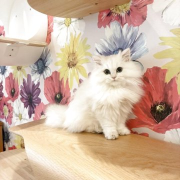 ブリティッシュロングヘア【三重県・男の子・2025年6月15日・シェーデッドシルバー(ふわふわロングヘア)】の写真「好奇心旺盛で活発な男の子です🥰」