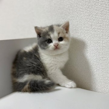 ブリティッシュショートヘア【三重県・女の子・2025年7月27日・ダイリュートキャリコ（ショートヘア）】の写真「柔らかいカラーが魅力的✨」