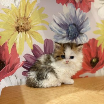 スコティッシュストレート【三重県・男の子・2025年10月10日・ブラウンタビーホワイト（ロングヘア）】の写真「がっちりむっちりな男の子✨12/5までの掲載です！」