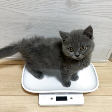 ブリティッシュショートヘア【三重県・男の子・2025年7月27日・ブルー(ショートヘア)】の写真「今回唯一の男の子✨」