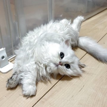 ブリティッシュロングヘア【三重県・男の子・2025年6月15日・シェーデッドシルバー（ふわふわロングヘア）】の写真「食いしん坊なぷくぷく君✨」
