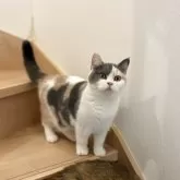 ブリティッシュショートヘア