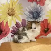 スコティッシュストレート