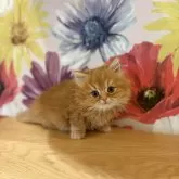 スコティッシュストレート