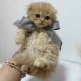 スコティッシュフォールド(折れ耳)