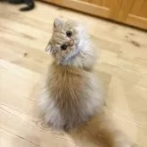 スコティッシュストレート