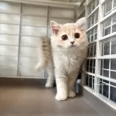 ブリティッシュロングヘア