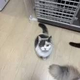 ブリティッシュショートヘア【三重県・女の子・2025年1月27日・ダイリュートキャリコ】の写真2