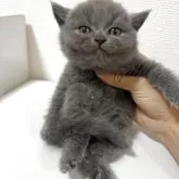 ブリティッシュショートヘア【三重県・男の子・2025年7月27日・ブルー】の写真2